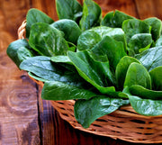 Winter Giant Spinach