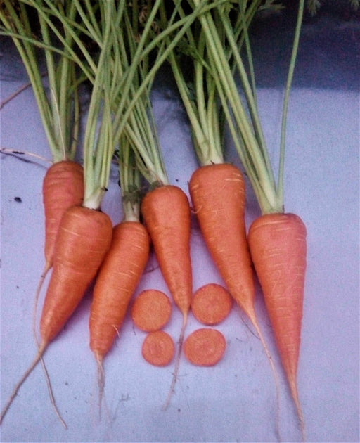 Red Cored Chantenay Heirloom Carrot Seeds - Sweet Tender Golden Orange Roots