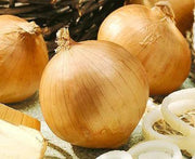 Yellow Sweet Onion Heirloom Seeds – Non GMO, Large Bulb, Pink Root Tolerant
