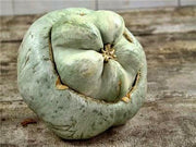 Ute Indian Winter Squash - Rare Heirloom Seeds | Non GMO, Large Fruit, Easy Grow