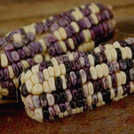 a close-up view of two ears of corn with a mix of purple and white kernels, resting on a wooden surface.