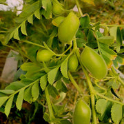 A close-up view of a plant with green leaves and small, unripe fruits growing on it.