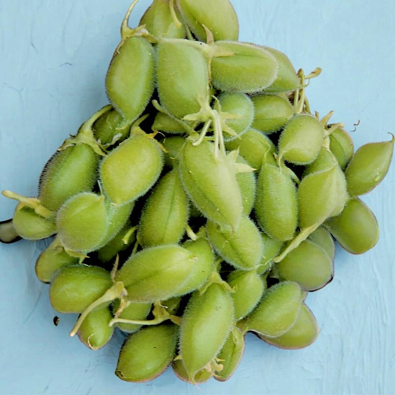 A pile of green, unripe seed pods on a blue surface.