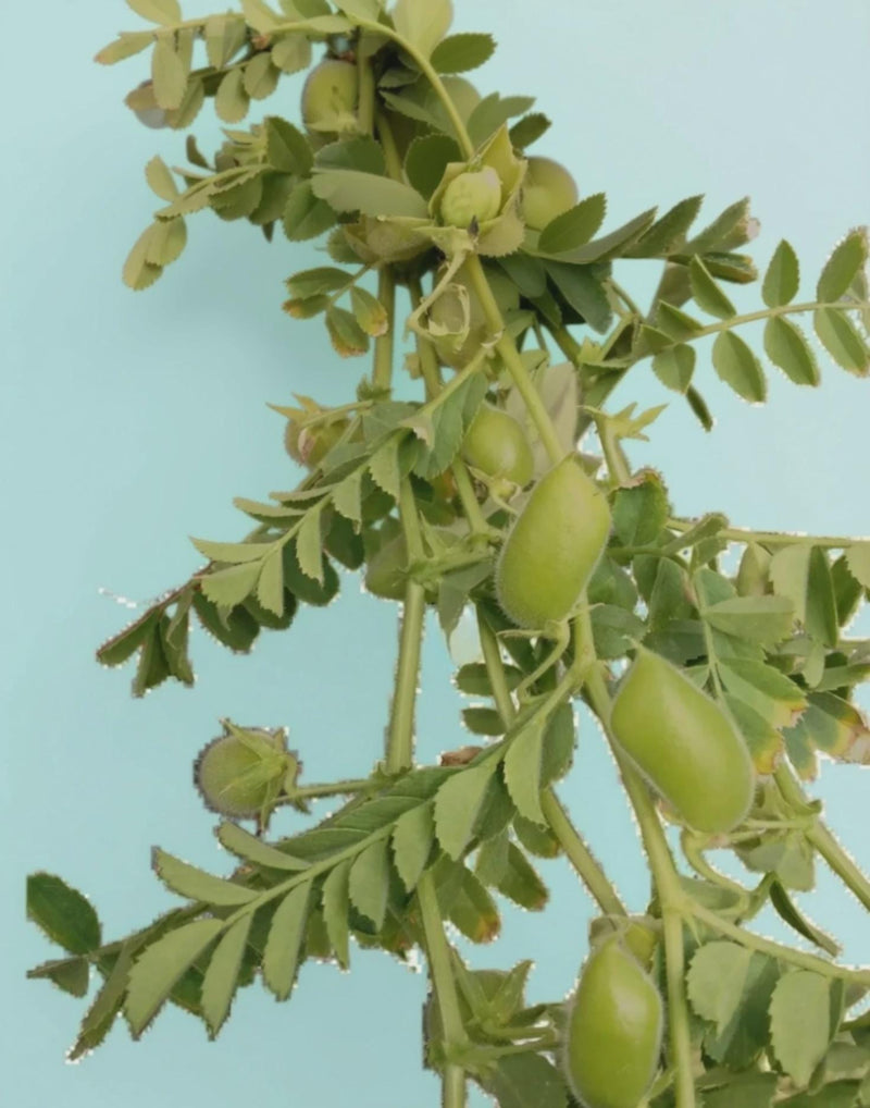 A person's hands are holding a branch with green leaves and small, unripe pods.