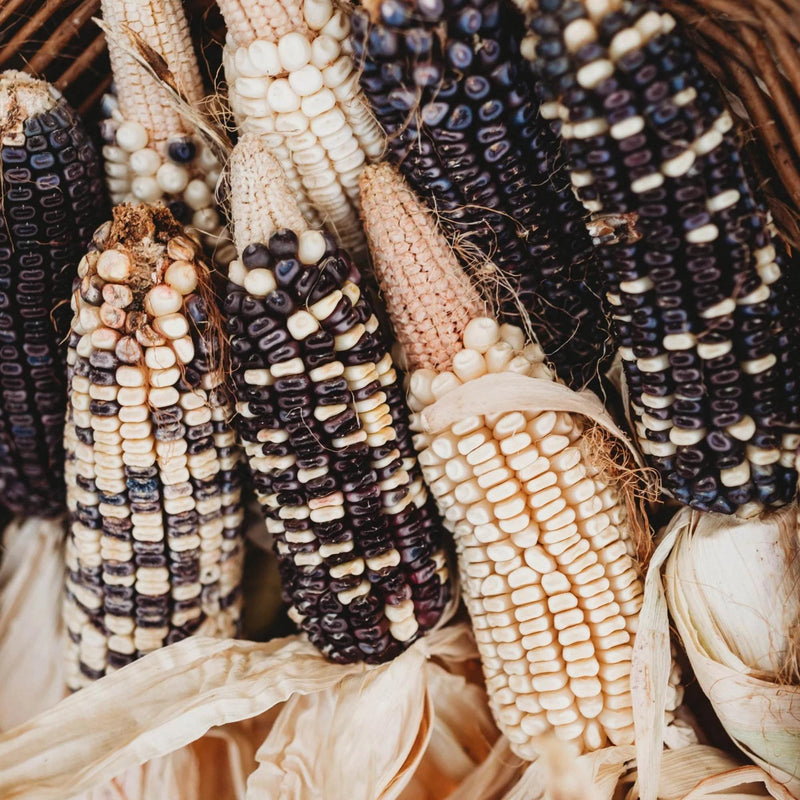 Cherokee White Eagle Dent Corn