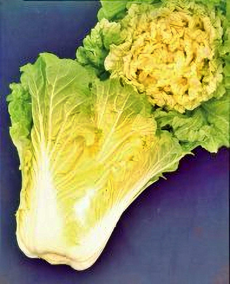 Kogane Chinese Cabbage Seeds - Loosehead Variety with Golden Core for Pickling & Cooking