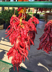 Big Jim Hatch Chile Pepper