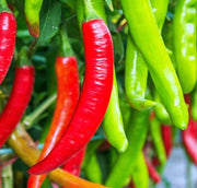 Cayenne Thick Chili - Heirloom Hot Pepper Seeds | Fiery Red, Thick Flesh
