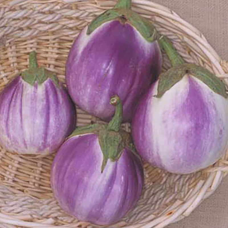 Italian Rosa Blanca, Eggplant Seeds: Heirloom, pink-and-white Italian variety (Non-GMO, Open Pollinated)