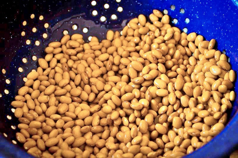 Oland Swedish Brown Beans – Heirloom Dry Bush Bean Variety | USA Grown Seeds