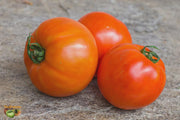 Gill's All Purpose Tomato