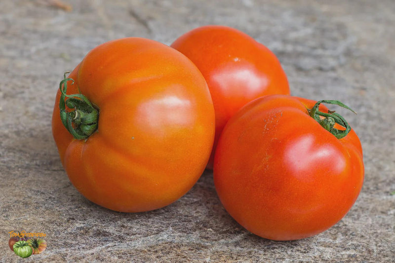 Gill's All Purpose Tomato