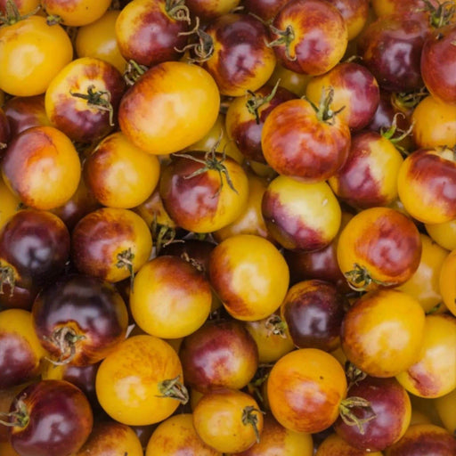 Cosmic Purple Rain Cherry Tomato