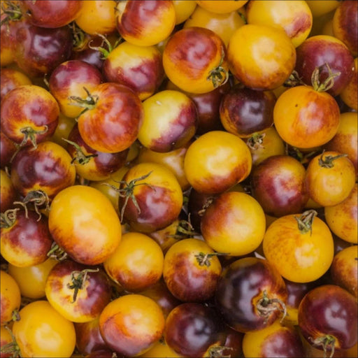 Cosmic Purple Rain Cherry Tomato