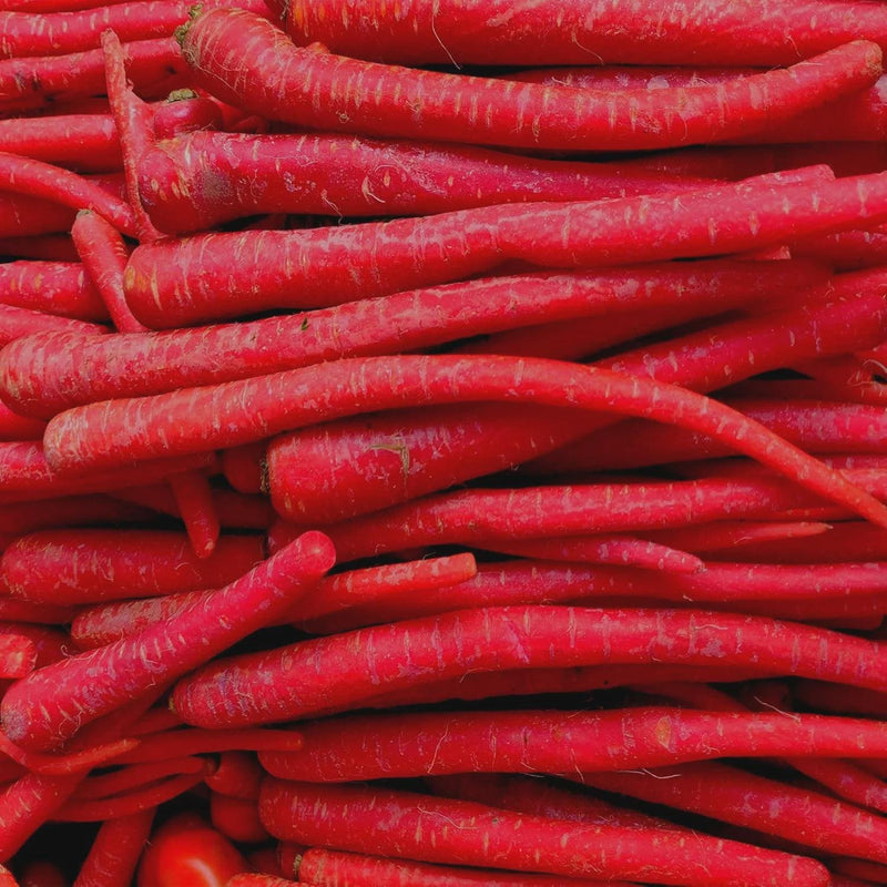 Kyoto Red, Heirloom Carrot Seeds