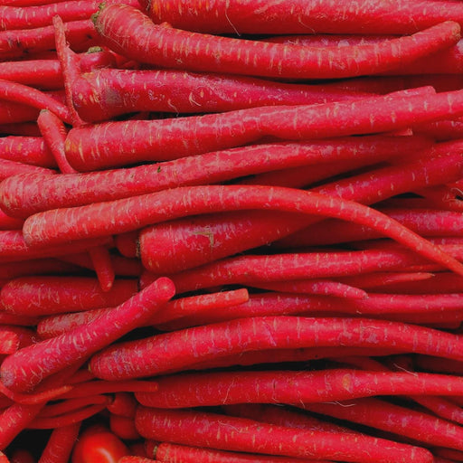 Kyoto Red, Heirloom Carrot Seeds