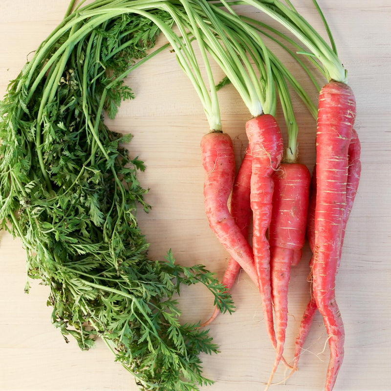 Kyoto Red, Heirloom Carrot Seeds