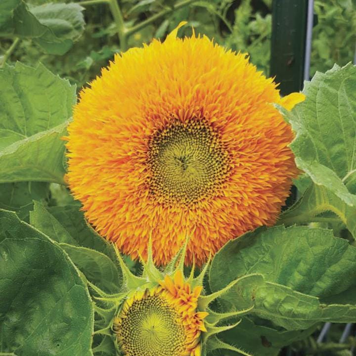 Teddy Bear, Sunflower Seeds: Dwarf, Bright Yellow Heirloom Flower Packet