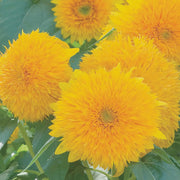 Teddy Bear, Sunflower Seeds: Dwarf, Bright Yellow Heirloom Flower Packet
