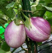 Italian Rosa Blanca, Eggplant Seeds: Heirloom, pink-and-white Italian variety (Non-GMO, Open Pollinated)