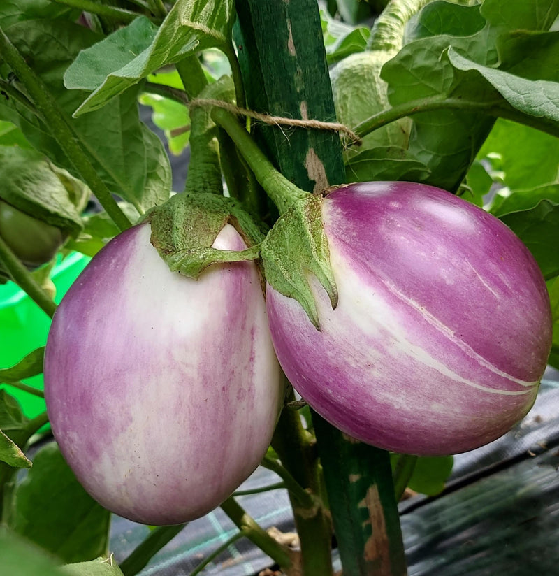 Italian Rosa Blanca, Eggplant Seeds: Heirloom, pink-and-white Italian variety (Non-GMO, Open Pollinated)