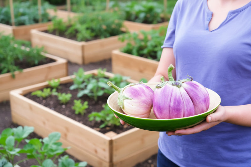 Italian Rosa Blanca, Eggplant Seeds: Heirloom, pink-and-white Italian variety (Non-GMO, Open Pollinated)