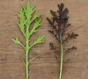 Ruby Streaks, Mustard Seeds: Spicy Salad Greens (Heirloom, Non-GMO)