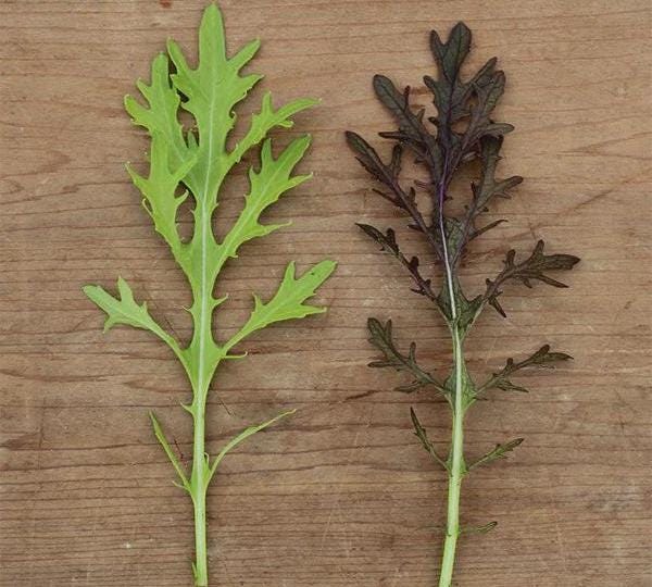 Ruby Streaks, Mustard Seeds: Spicy Salad Greens (Heirloom, Non-GMO)