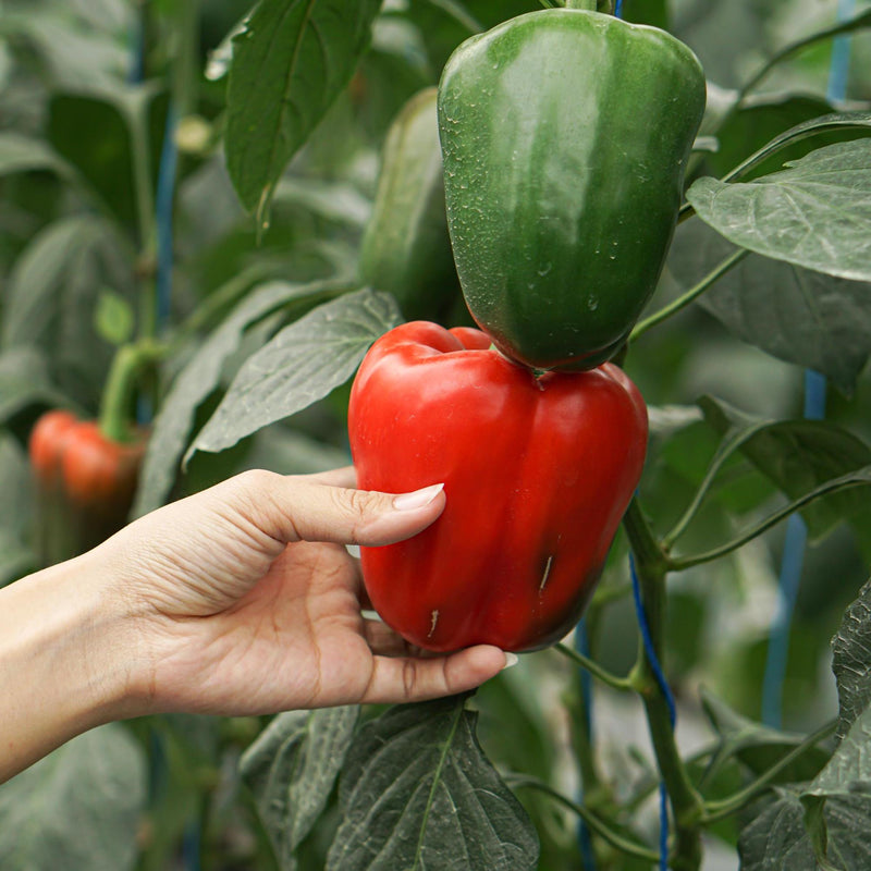 Keystone Resistant Giant, Sweet Pepper Seeds: Heirloom, (Non-GMO, Open Pollinated)