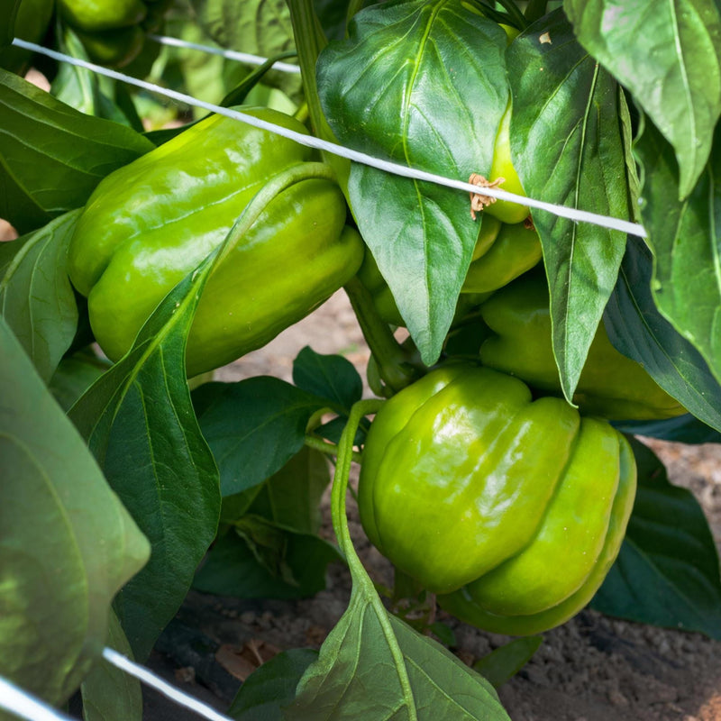 Keystone Resistant Giant, Sweet Pepper Seeds: Heirloom, (Non-GMO, Open Pollinated)