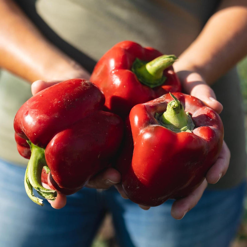 Keystone Resistant Giant, Sweet Pepper Seeds: Heirloom, (Non-GMO, Open Pollinated)
