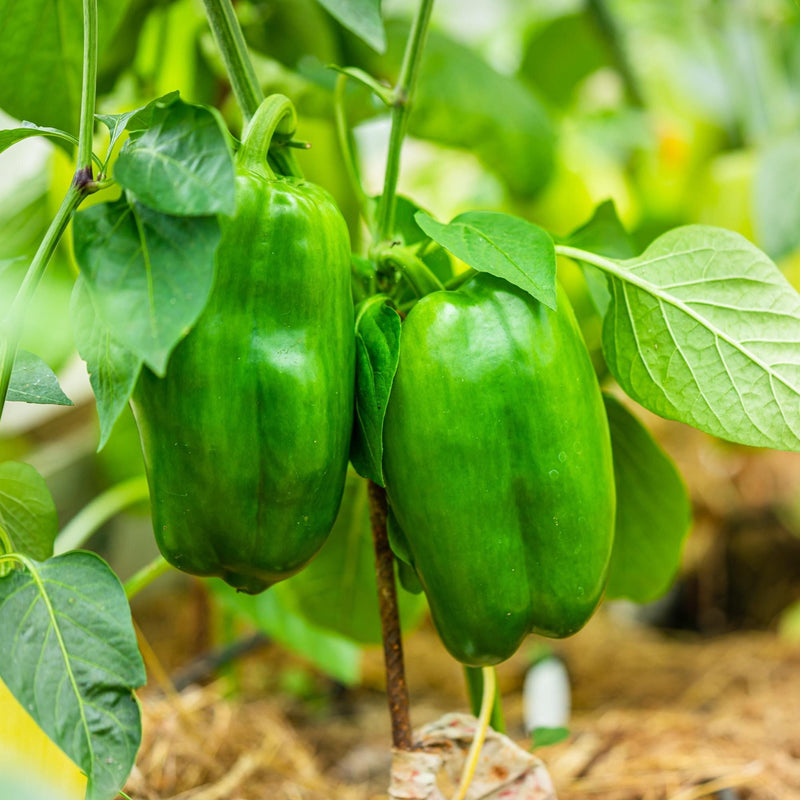 Keystone Resistant Giant, Sweet Pepper Seeds: Heirloom, (Non-GMO, Open Pollinated)