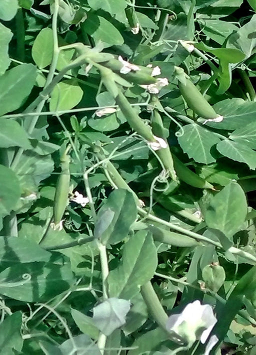 Sugar Ann, Snap Peas - BoxGardenSeedsLLC -Peas - Seeds