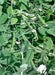Sugar Ann, Snap Peas - BoxGardenSeedsLLC - Peas - Seeds - USA Seller, Thank you for shopping here today, Naturally Grown GMO Free Seeds, Heirloom Open Pollinated Seeds, Fresh Top Quality Premium Seeds