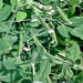 Sugar Snap, Peas, - BoxGardenSeedsLLC -Peas - Seeds