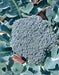 Waltham 29, Broccoli, -- BoxGardenSeedsLLC -Broccoli,Cauliflower - Seeds