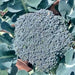 Waltham 29, Broccoli, - BoxGardenSeedsLLC -Broccoli,Cauliflower - Seeds