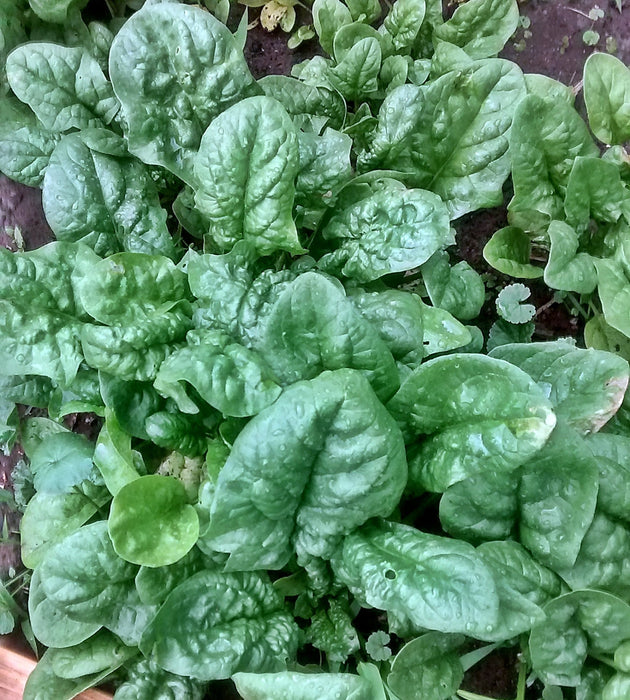 Bloomsdale Long Standing, Spinach, -- BoxGardenSeedsLLC -Gourmet/Native Greens - Seeds