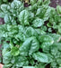 Bloomsdale Long Standing, Spinach, -- BoxGardenSeedsLLC -Gourmet/Native Greens - Seeds