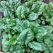 Bloomsdale Long Standing, Spinach, - BoxGardenSeedsLLC -Gourmet/Native Greens - Seeds