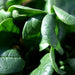 Bloomsdale Long Standing, Spinach, - BoxGardenSeedsLLC -Gourmet/Native Greens - Seeds