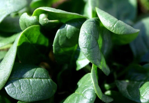 French Viroflay, Spinach, -- BoxGardenSeedsLLC -Gourmet/Native Greens - Seeds