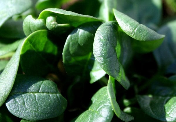 America, Spinach, - BoxGardenSeedsLLC -Gourmet/Native Greens - Seeds