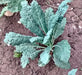 Lacinato Dinosaur, Kale - BoxGardenSeedsLLC - Cabbage, Kale - Seeds - USA Seller, Thank you for shopping here today, Naturally Grown GMO Free Seeds, Heirloom Open Pollinated Seeds, Fresh Top Quality Premium Seeds