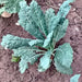 Lacinato Dinosaur, Kale, - BoxGardenSeedsLLC -Cabbage, Kale - Seeds