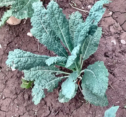 Lacinato Dinosaur, Kale, -- BoxGardenSeedsLLC -Cabbage, Kale - Seeds