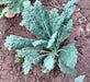 Lacinato Dinosaur, Kale, -- BoxGardenSeedsLLC -Cabbage, Kale - Seeds