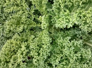 Vates Blue Curled Scotch, Kale ABS - BoxGardenSeedsLLC - Cabbage, Kale - Seeds - USA Seller, Thank you for shopping here today, Naturally Grown GMO Free Seeds, Heirloom Open Pollinated Seeds, Fresh Top Quality Premium Seeds