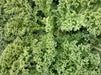 Vates Blue Curled Scotch, Kale, -- BoxGardenSeedsLLC -Cabbage, Kale - Seeds