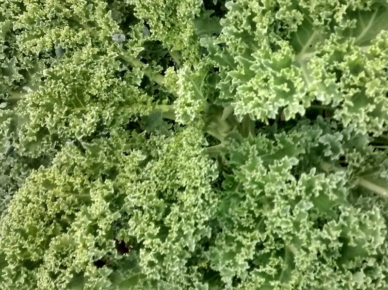 Vates Blue Curled Scotch, Kale, -- BoxGardenSeedsLLC -Cabbage, Kale - Seeds